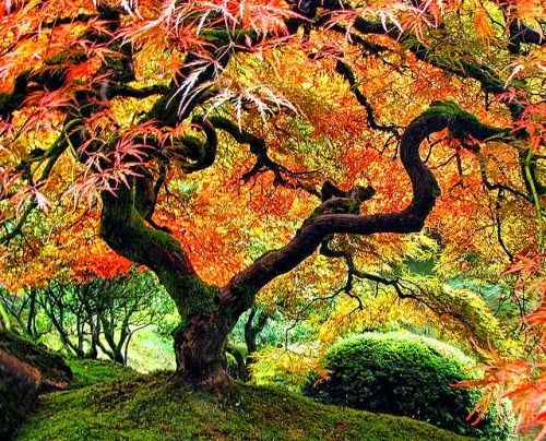 Download 4000+ Wallpaper Cantik Pohon HD Gratis Download 4000+ Wallpaper Cantik Pohon HD Gratis