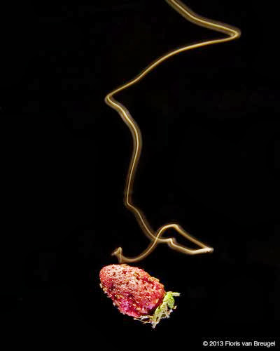 How fruit flies home in while in flight