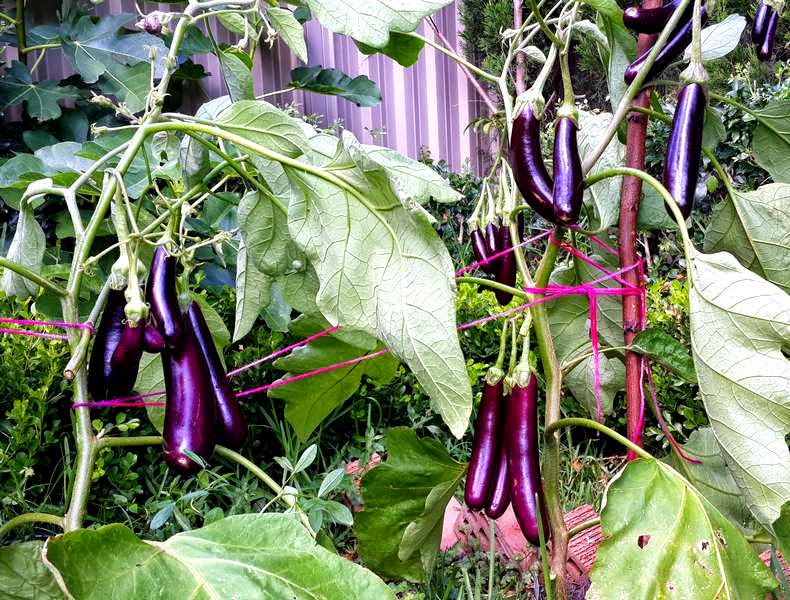 Growing Eggplant Planting, Harvesting and Caring