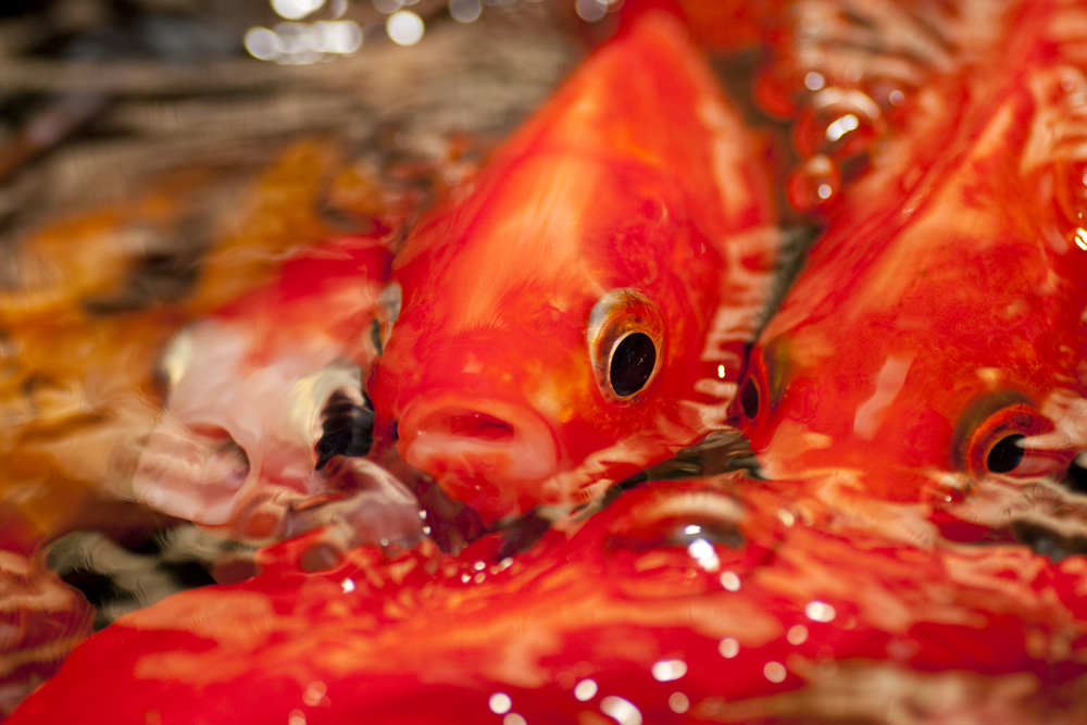 Pond Liner Blog What Do Fish Do All Winter? How Do They Survive?