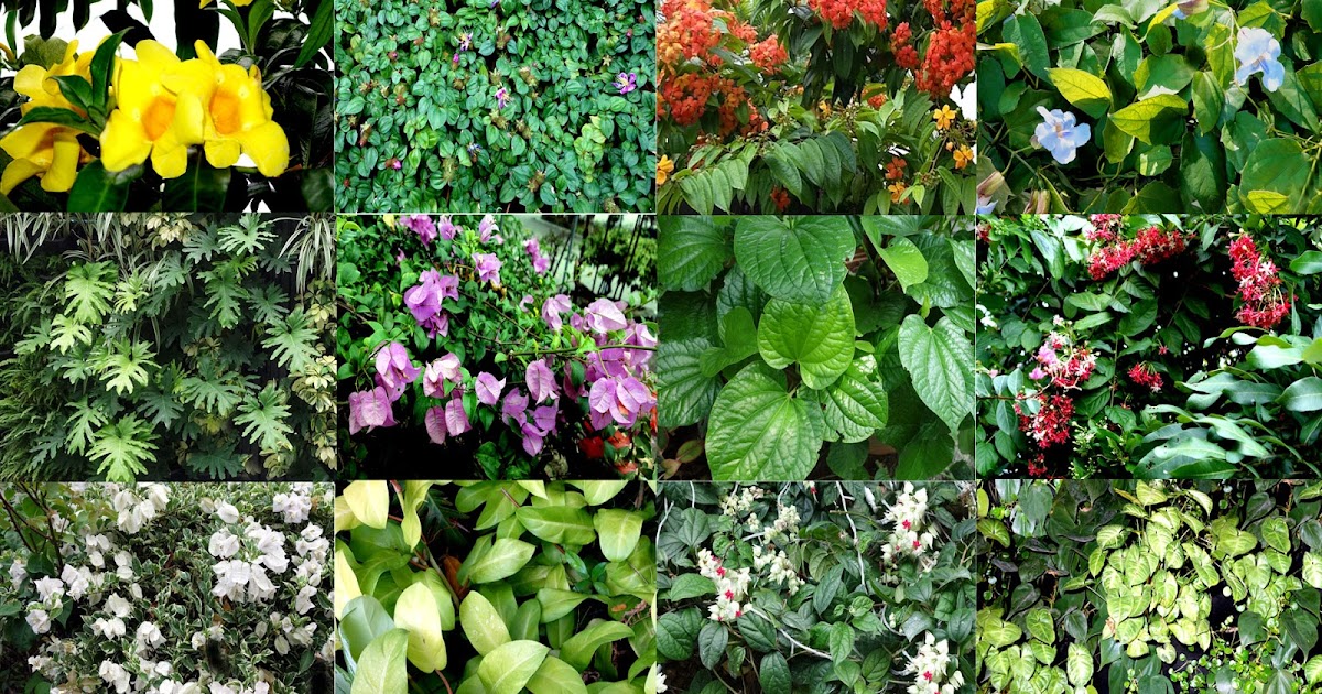 Garden Climbers and Creepers in Malaysia and Singapore Climbers and Creepers Scientific Names