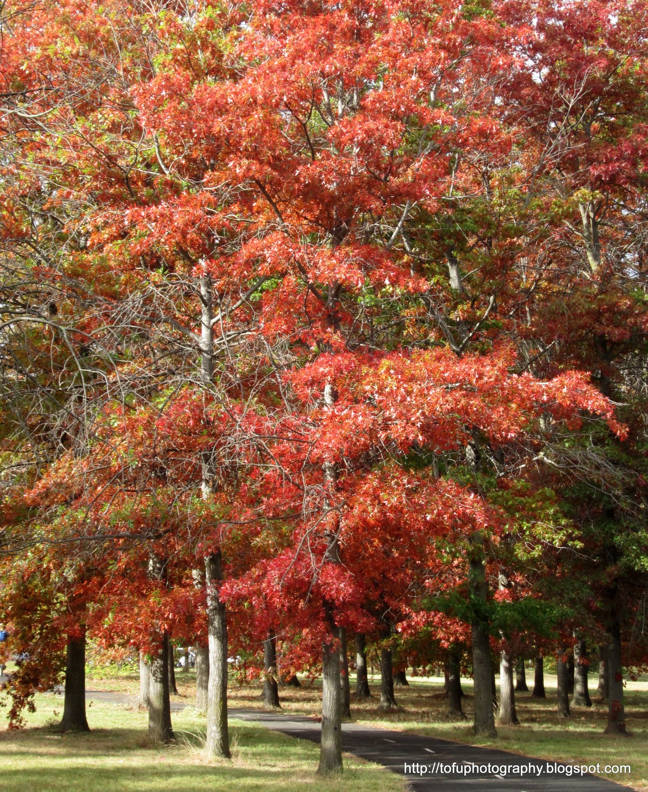 Tofu Photography Trees turning red