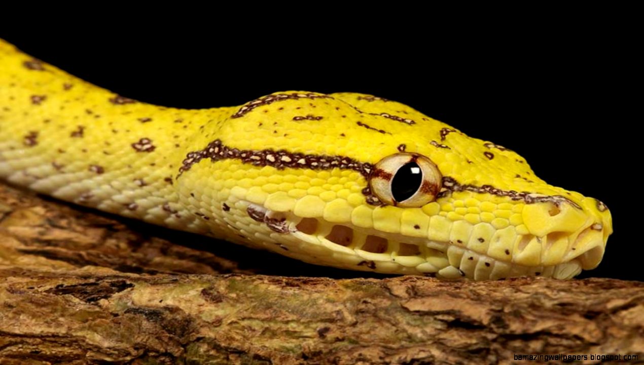 desktop black and yellow snake desktop black and yellow snake