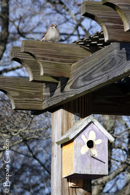 Bepa's Garden Building a Backyard Habitat Birdhouse Plans