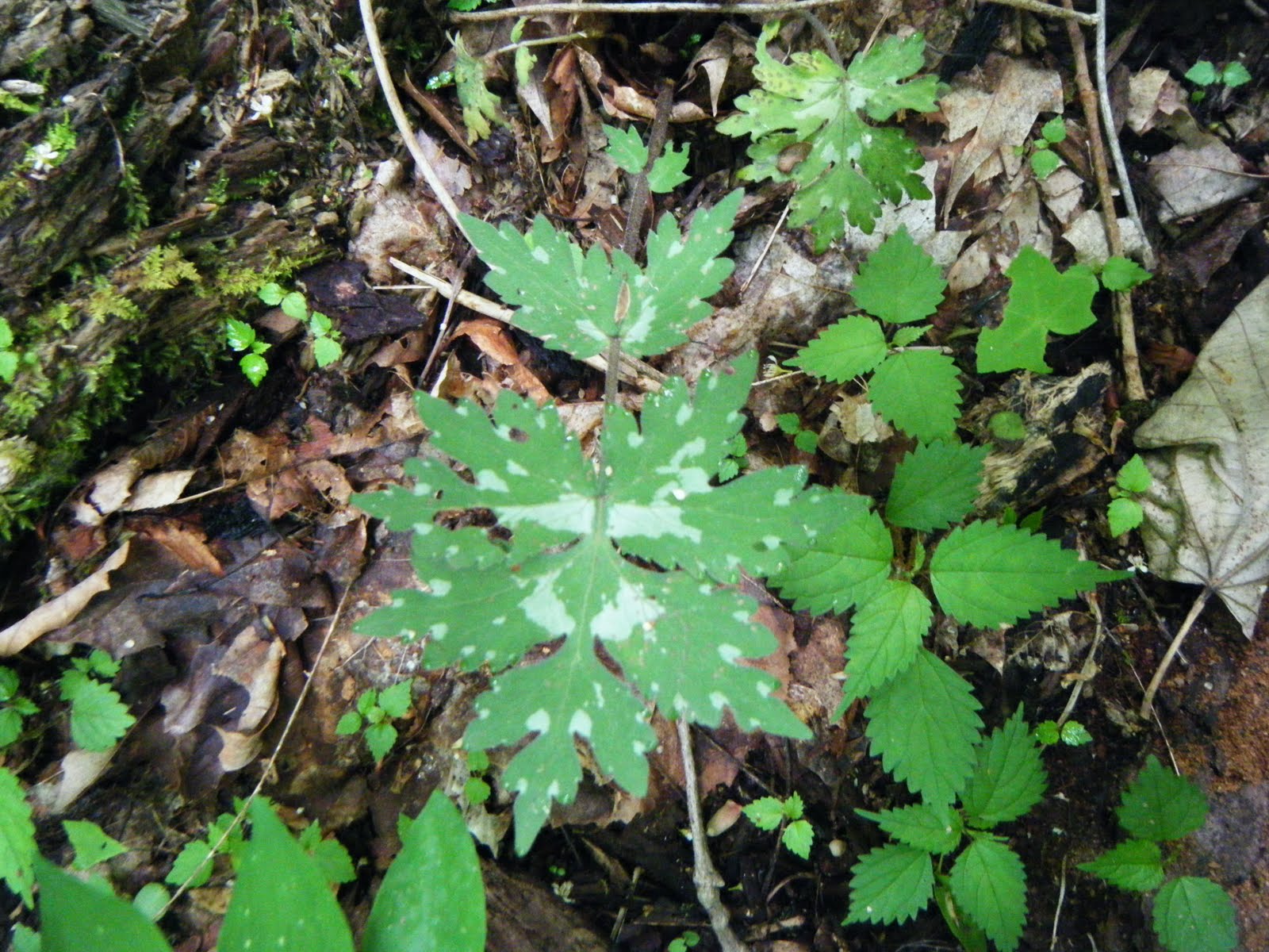 The Botanical Hiker Waterleaf (Hydrophyllum spp.) yum yum!