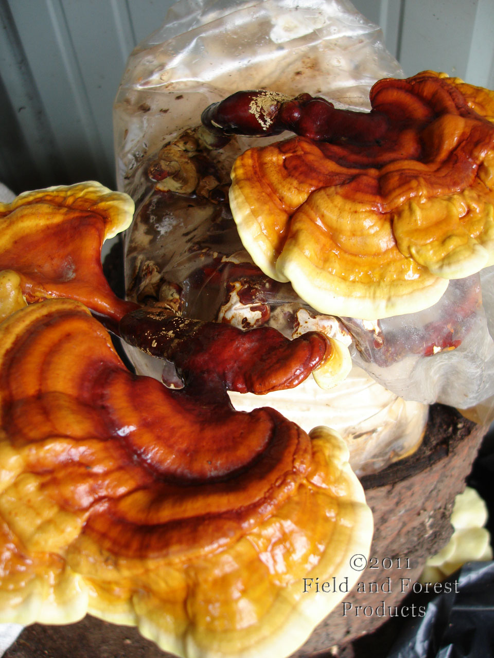 Grown Beds For King Oyster Mushrooms Grown Beds For King Oyster Mushrooms