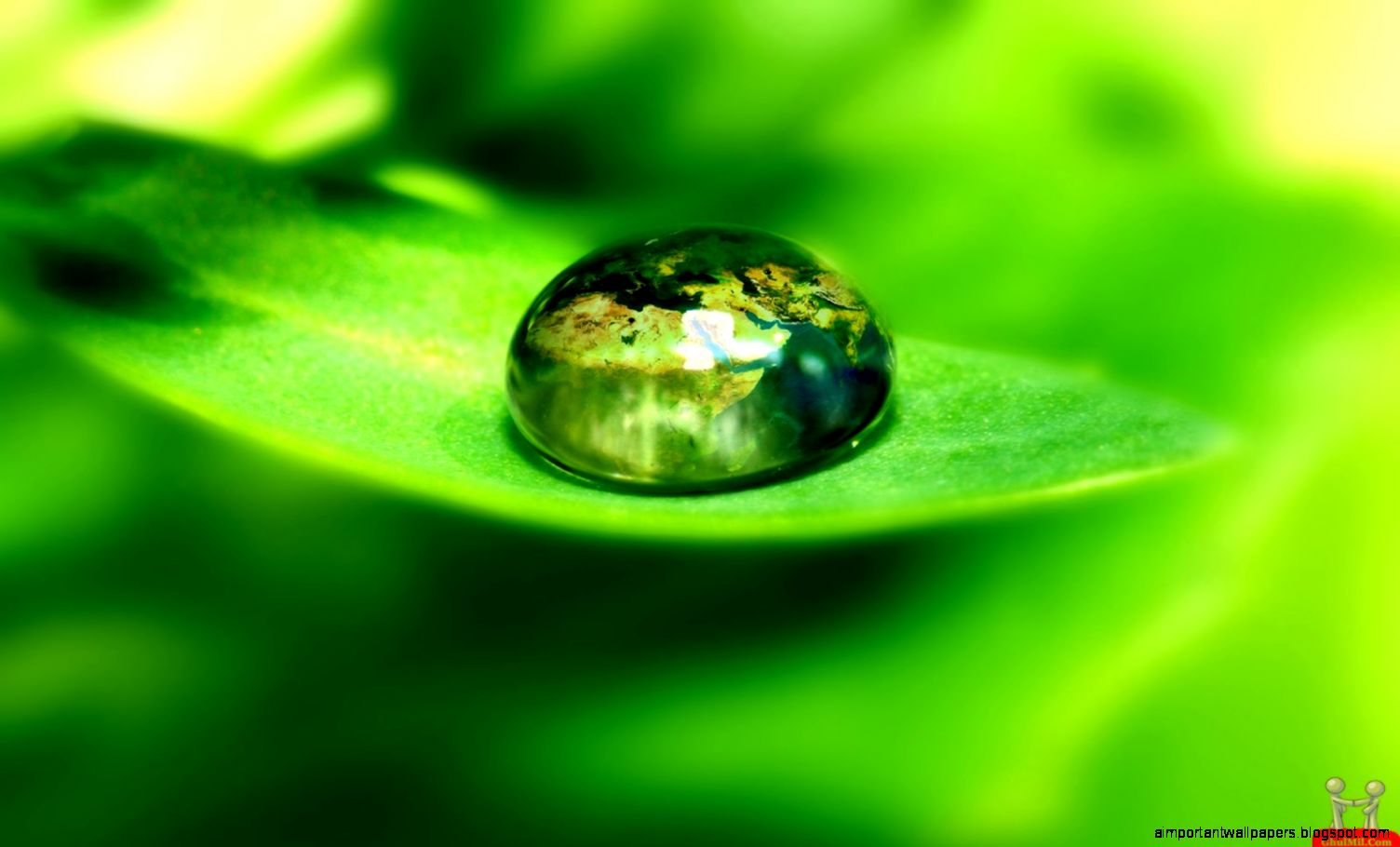 Amazing Natural Dew Drop On Leaf Hd Wallpaper 1600x1000 iWallHD Amazing Natural Dew Drop On Leaf Hd Wallpaper 1600x1000 iWallHD