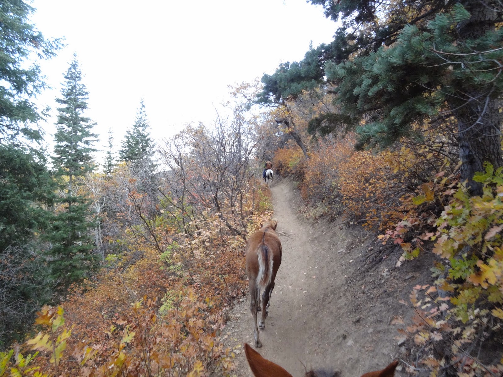 Dream Packer Trail Adventures Mueller Park, Bountiful, Utah