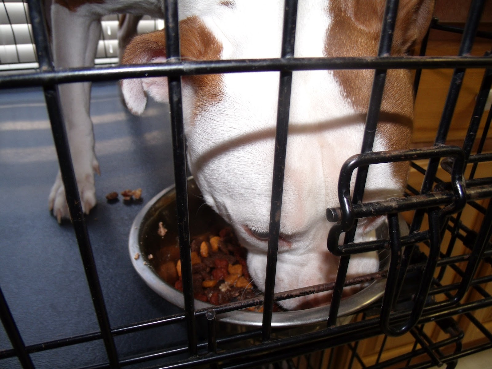 A Lucky Ladybug Evanger's Pet Food Review