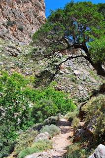 trail under tree at Zakros Gorge Crete
