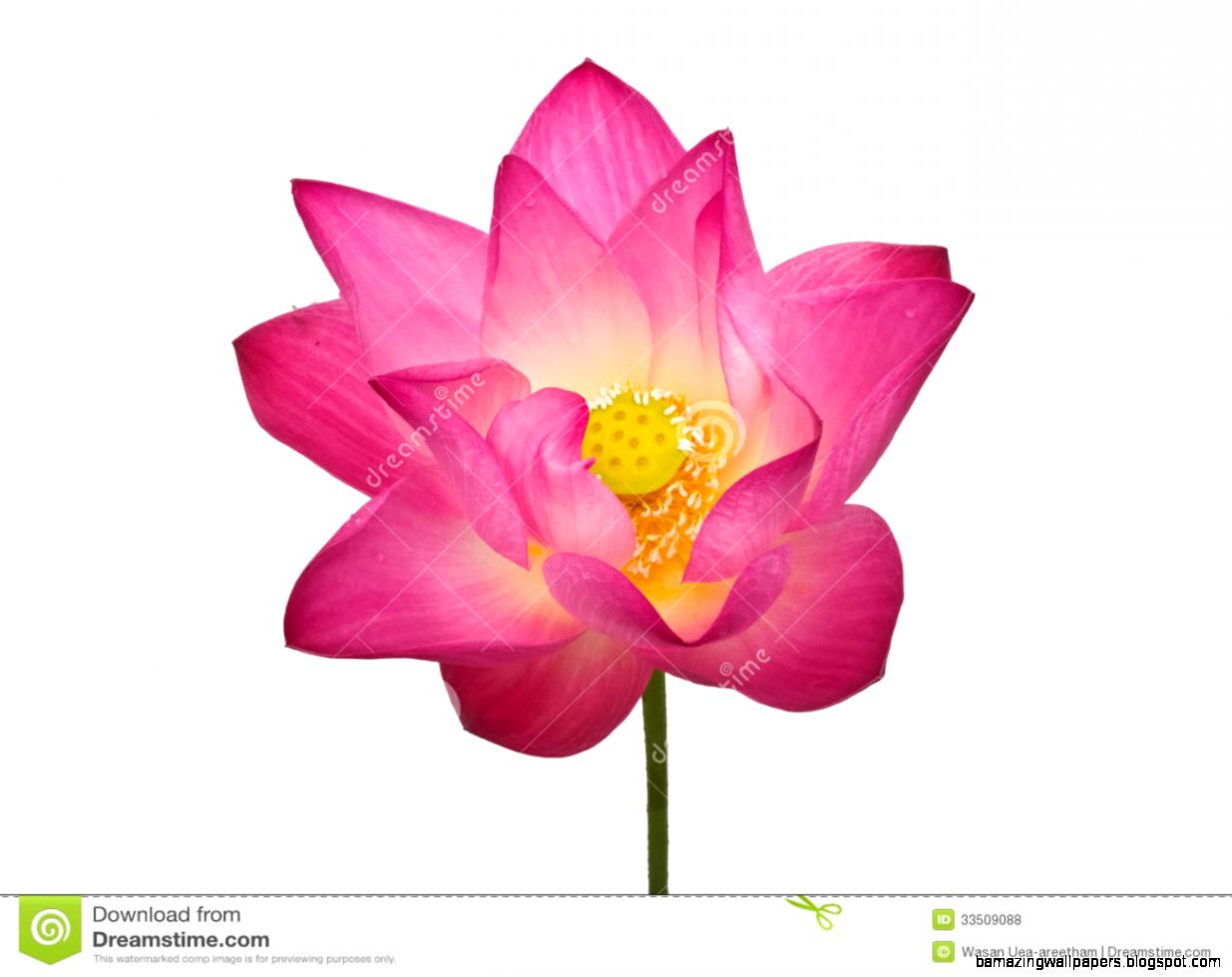 Single Flower White Background No Watermark Single Flower White Background No Watermark