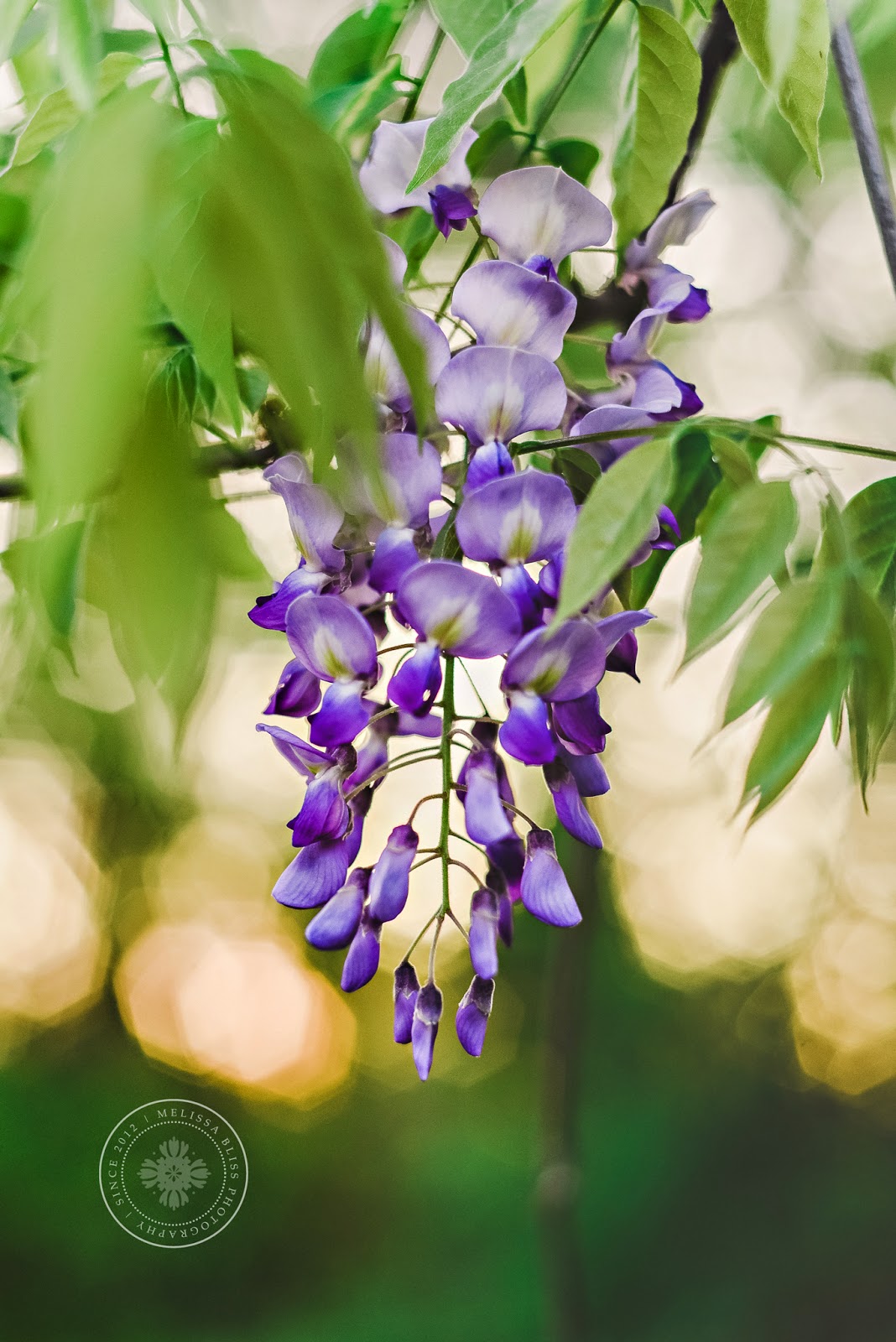 Serendipity is Sweet Had to stop and smell the flowers...