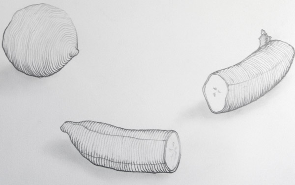 Contour Line Drawing Examples : Cbu drawing