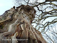 Photo of living and dead wood