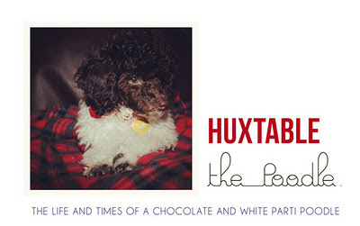 Huxtable The Poodle | Toy Poodle Blog | Parti Poodle