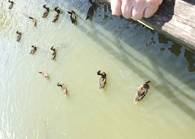 Bodiam Castle Ducks