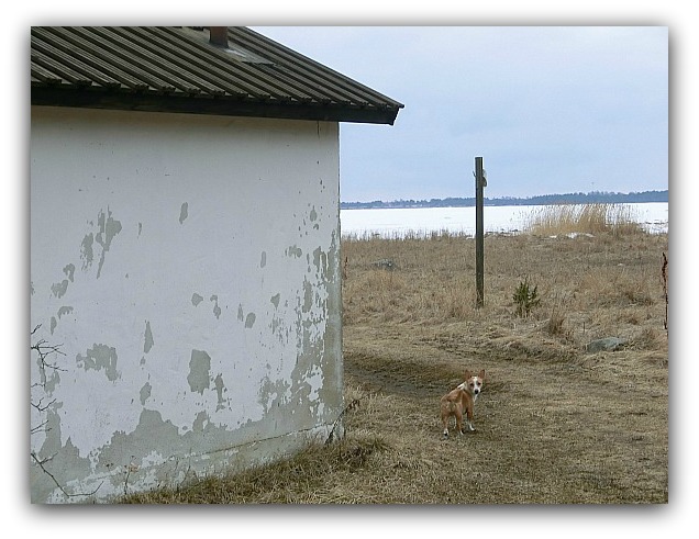 Martin S Short Story Blog The Mexican Orange Blossom Bayleaf