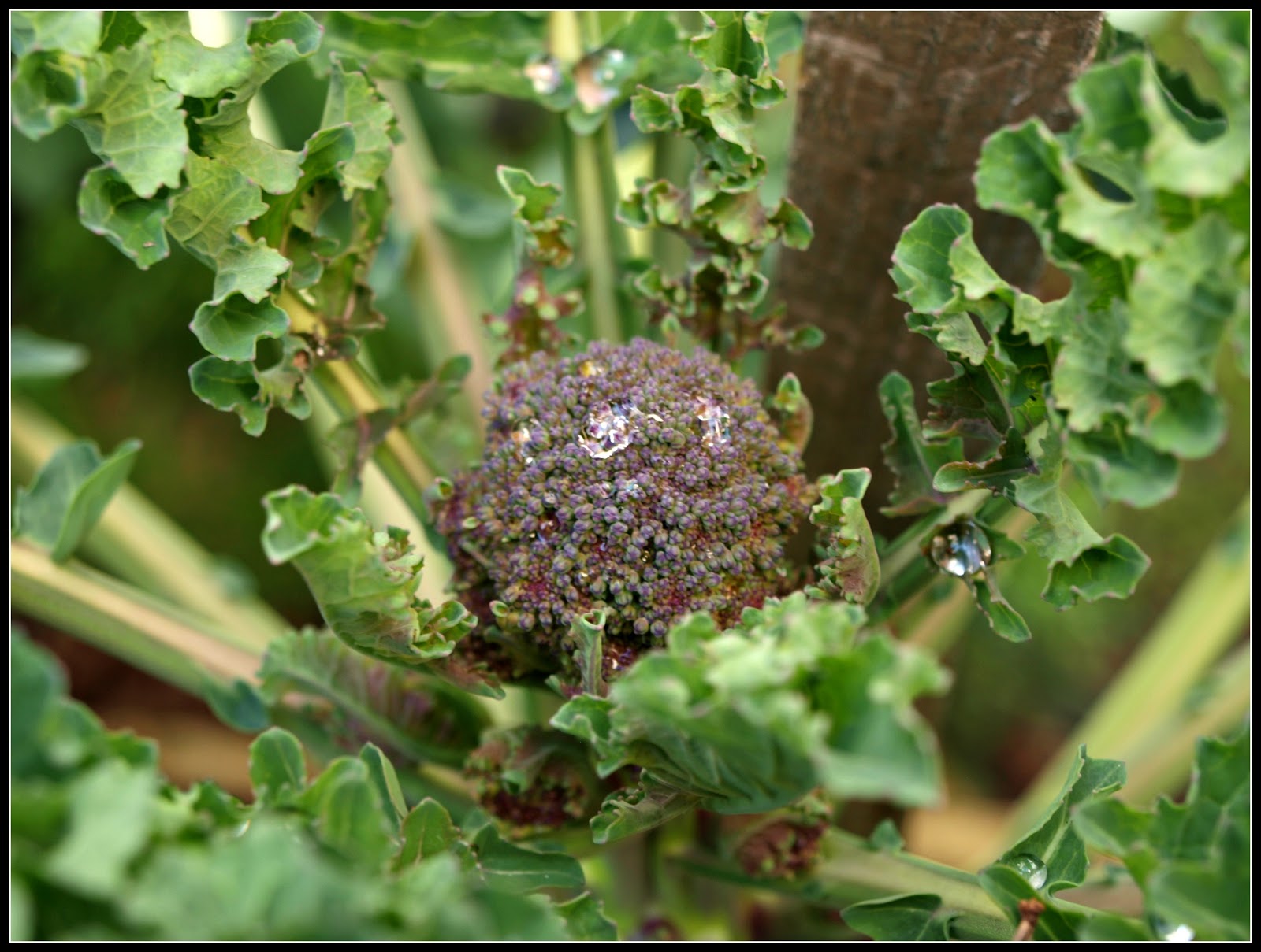 Mark's Veg Plot The Broccoli nears harvesttime