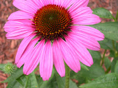 Pink Flower