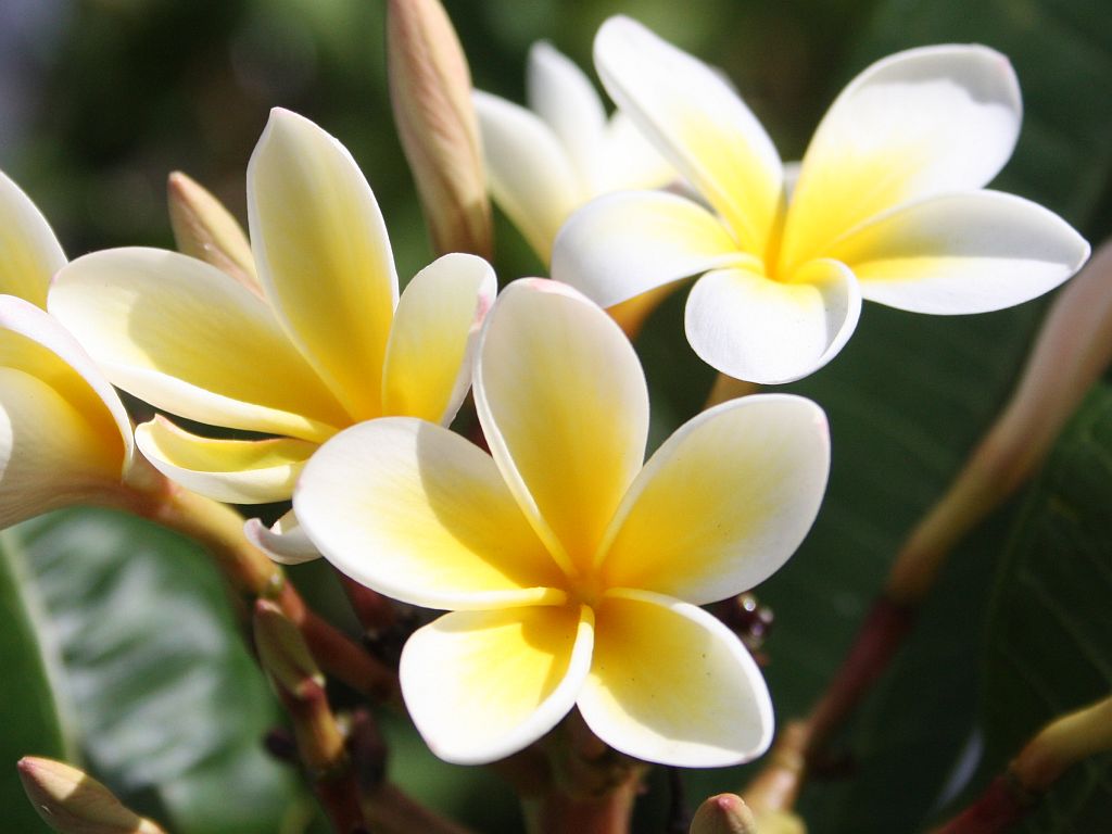 plumeria flower yellow flowers alba garden frangipani tree plants seeds heirloom hawaiian plant hawaii flowering trees plumerias fragrance backgrounds shrubs