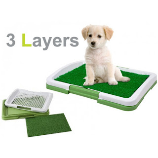 indoor puppy toilet training anywhere