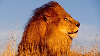 10 Hewan Paling Cepat Di Dunia Yang Unik Dan Mendidik