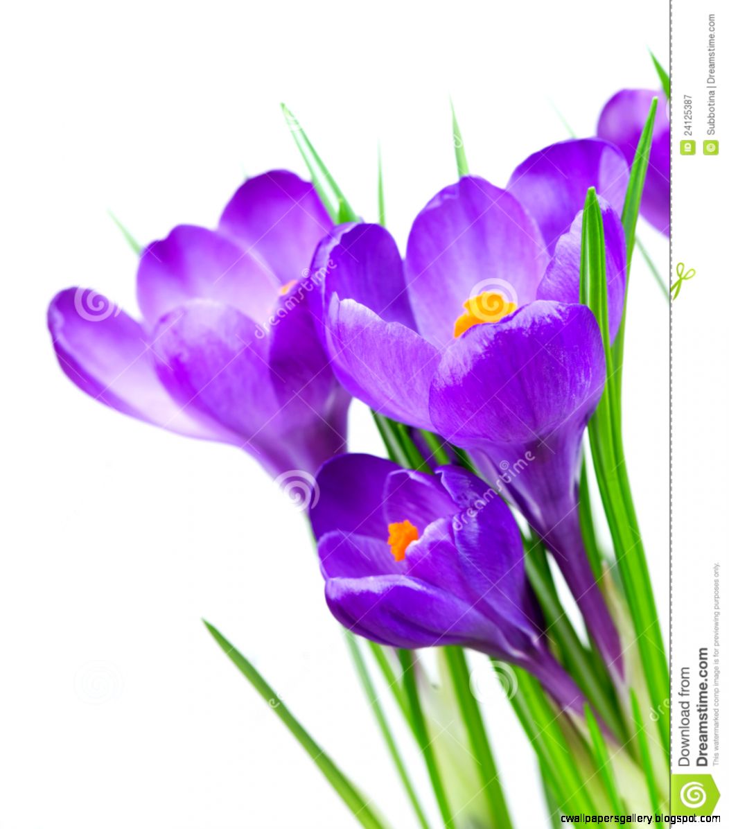 Crocus Spring Flowers Royalty Free Stock Photography Image 24125387 Crocus Spring Flowers Royalty Free Stock Photography Image 24125387