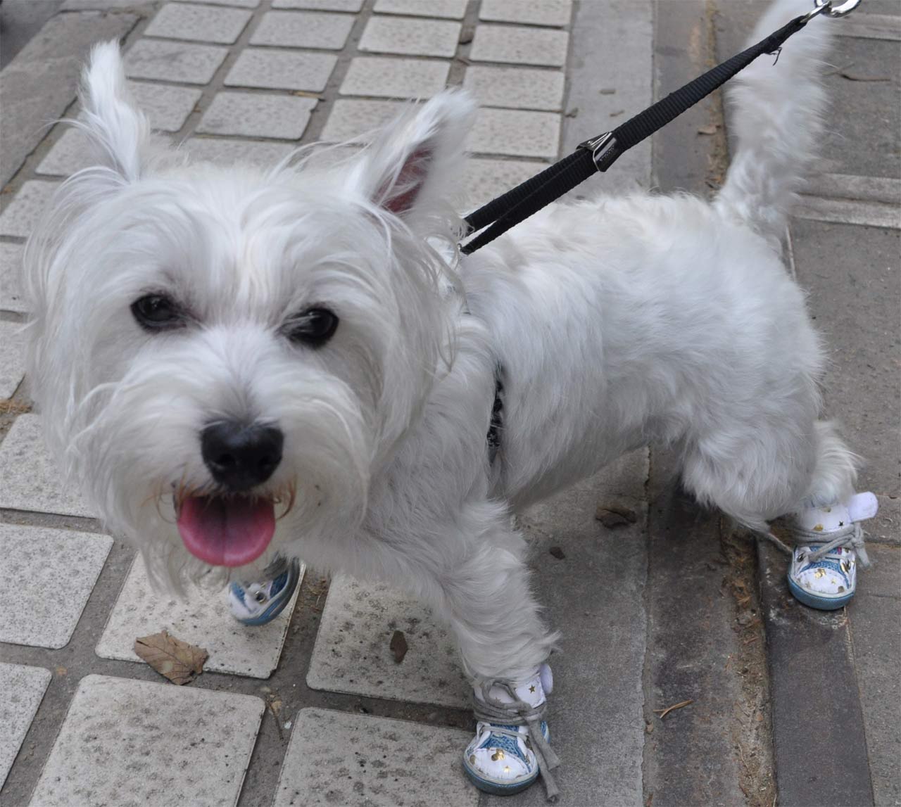 shoes for dogs shoes that stay on myideasbedroom shoes for dogs shoes that stay on myideasbedroom