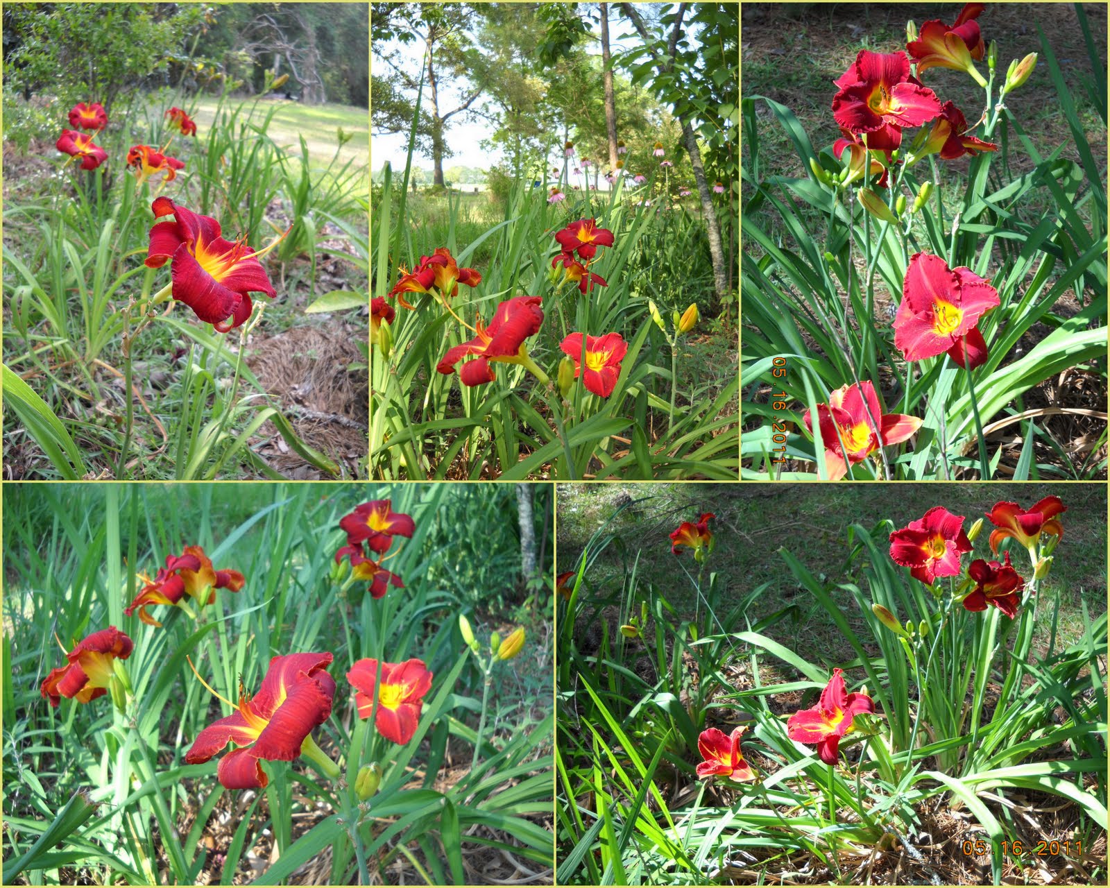 Dotty Plants Greenhouse Journal Daylily Crazy