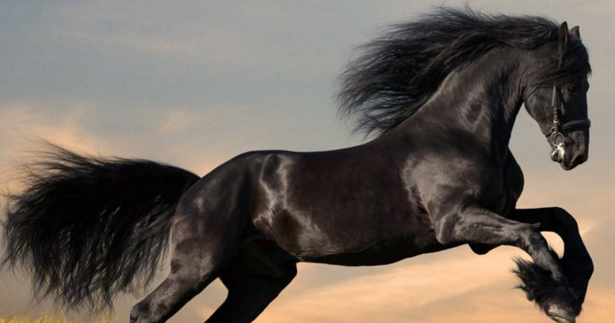 صور خيل عربي اصيل 2015 , خلفيات حصان عربي اصيل Horse