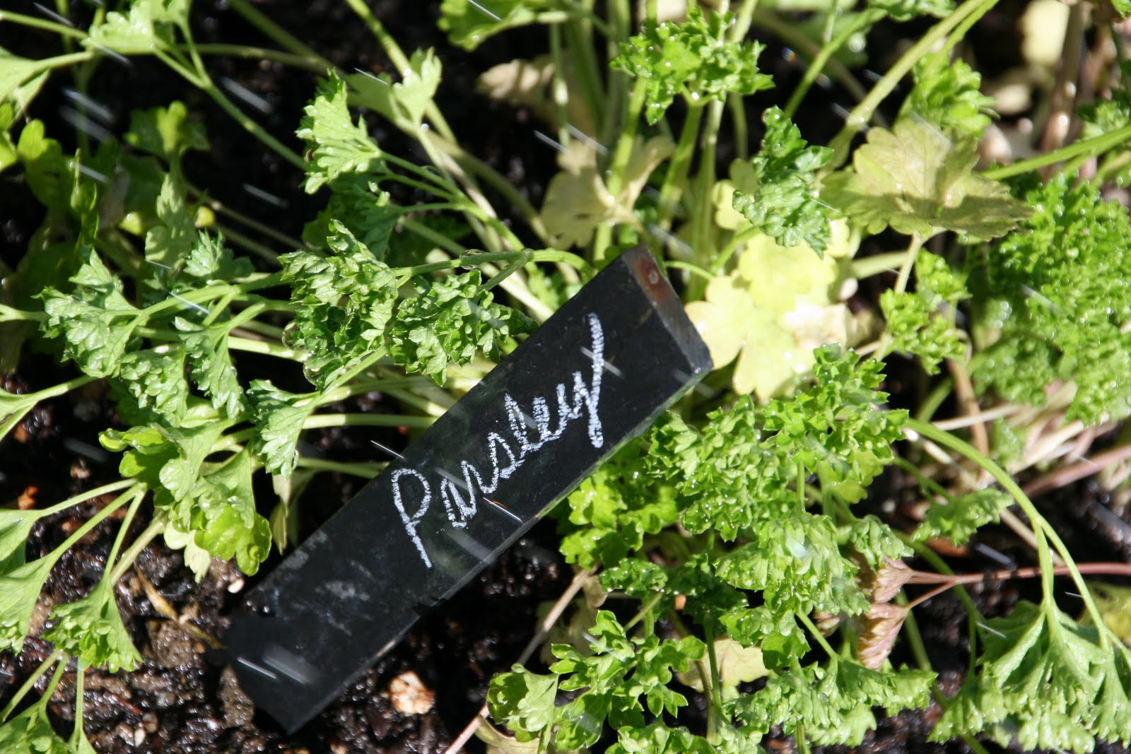design Parsley, Sage, Rosemary and Thyme