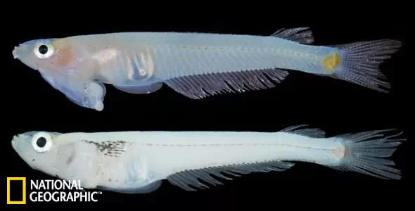 越南湄公河喉交魚