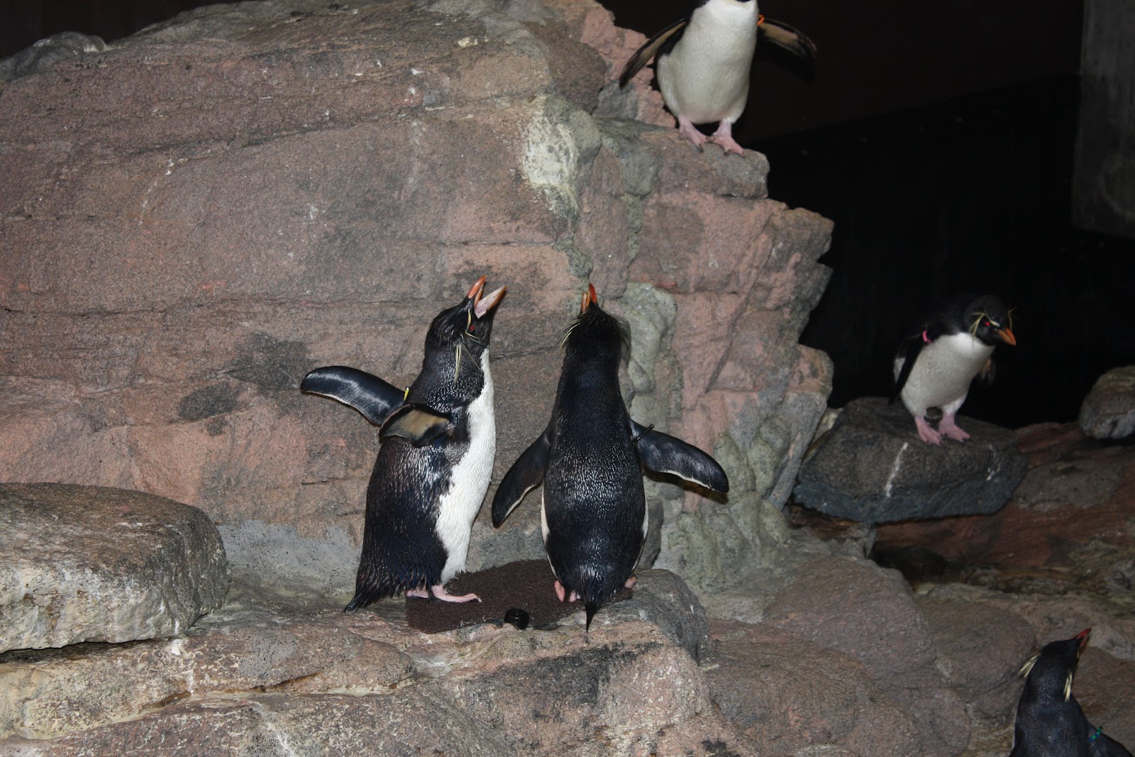 WHS AP Bio 2012: Crowley: Mating behavior