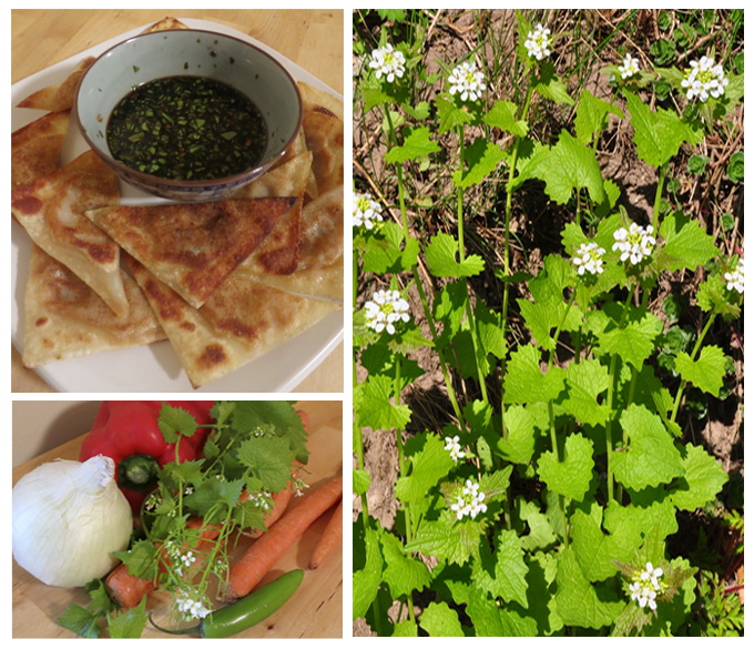 The Foraged Foodie Foraged Garlic Mustard Gyoza Recipe