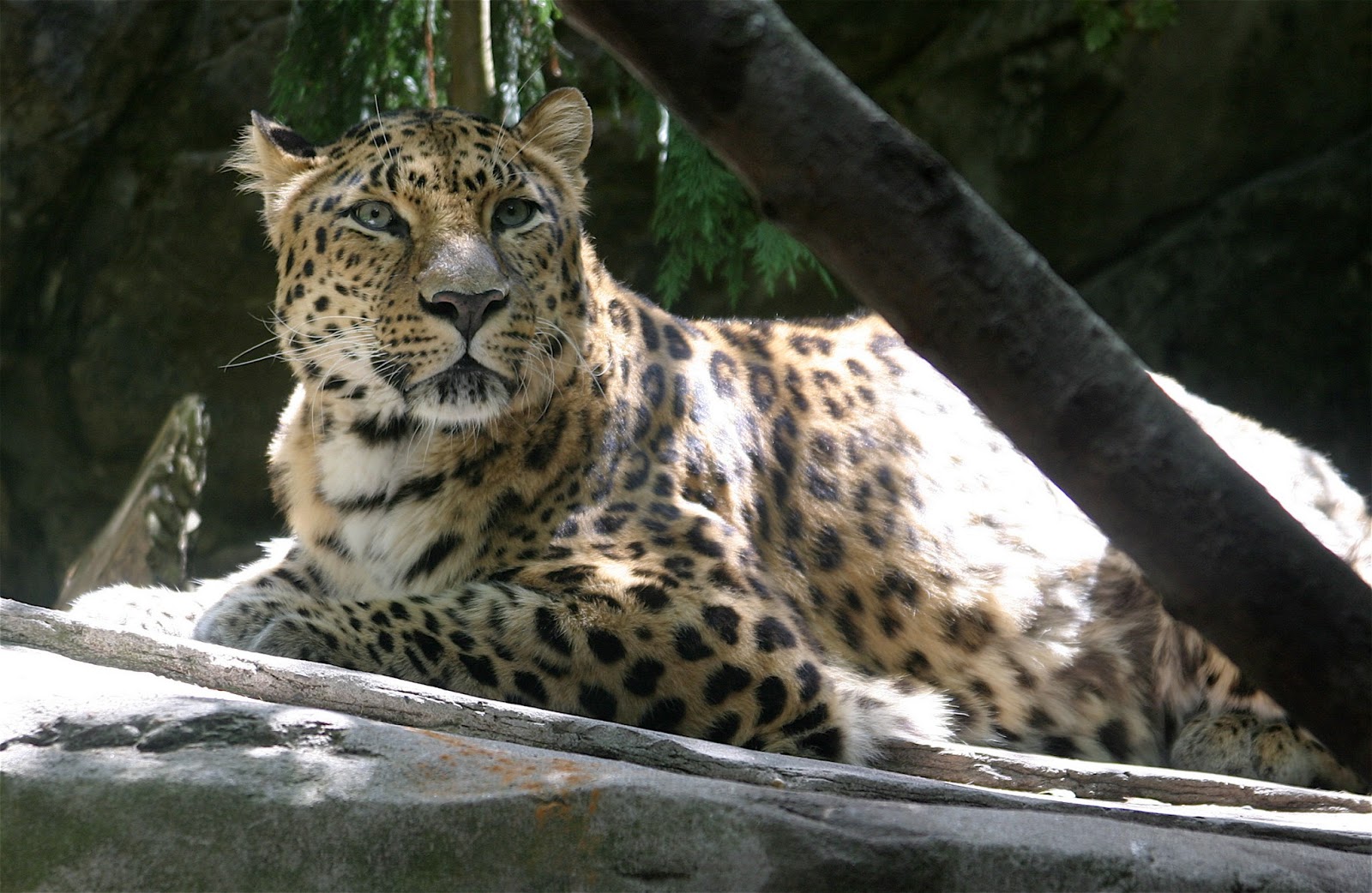 Let Us Help Save Our Planet!: Amur Leopard - A Critically Endangered