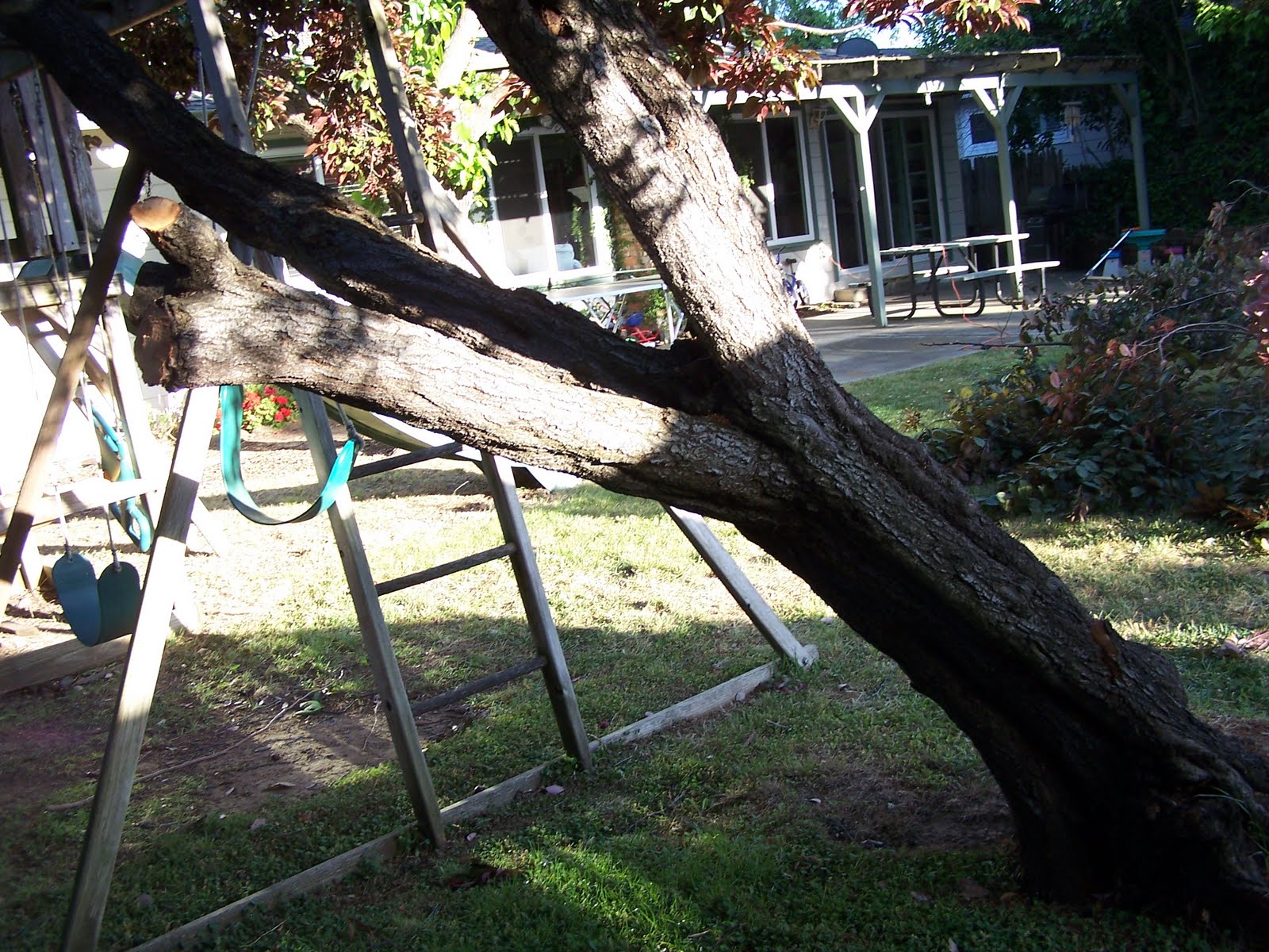 The Burr Family Is That Tree Falling Over?