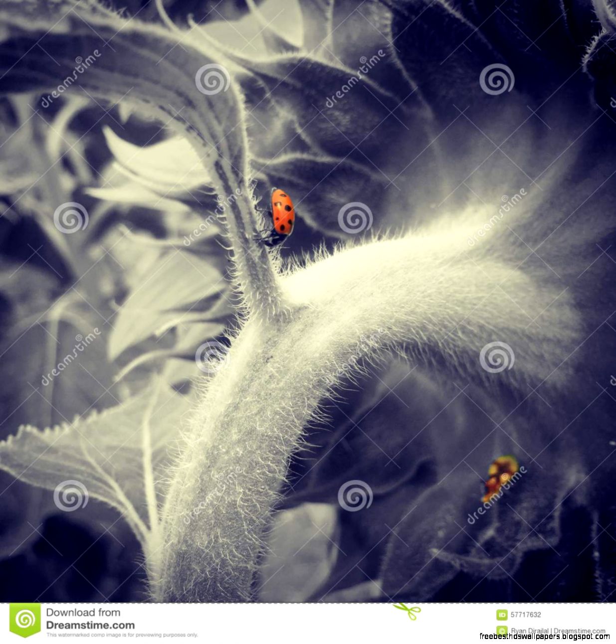 Colorful Lady Bug Colorful Lady Bug