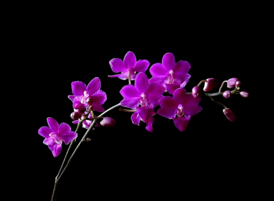 Beautiful Orchid Dekstop Wallpapers HD Wallpaper Flowers Wallpapers Beautiful Orchid Dekstop Wallpapers HD Wallpaper Flowers Wallpapers