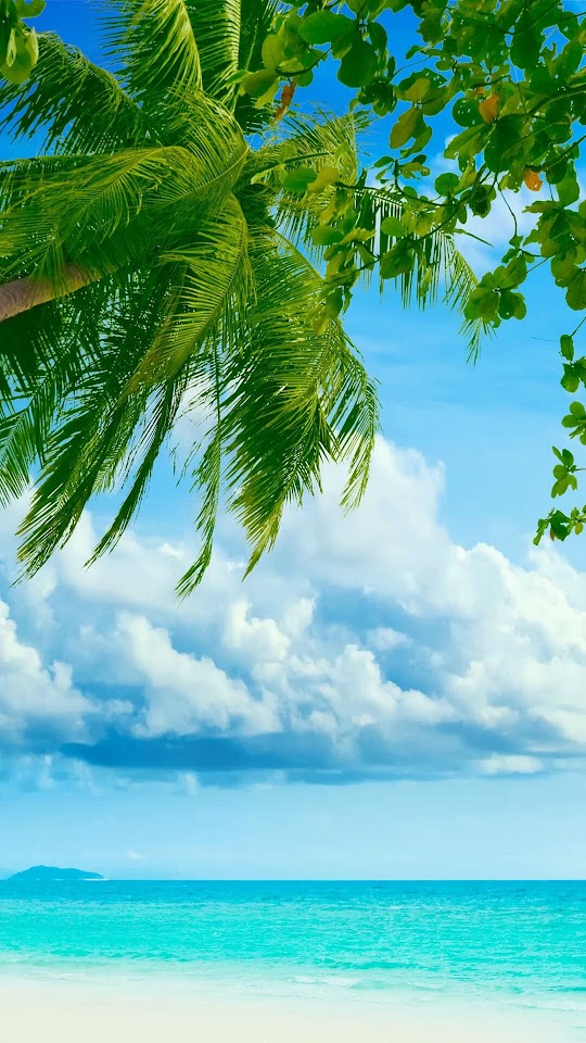 Tropical Beach Coconut Tree  Android Best Wallpaper