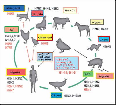 Bệnh cúm gây ra trên nhiều loại động vật khác nhau, trong đó có con người.