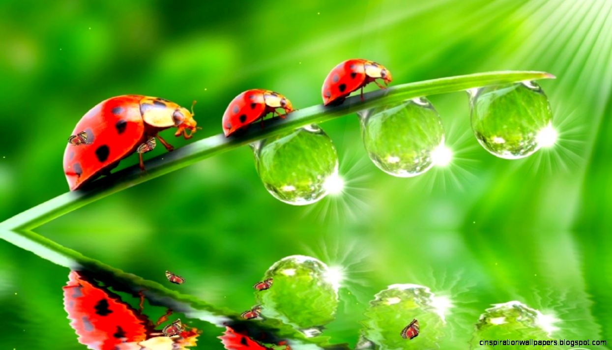 Animated Wallpapers Free Download Animated Wallpapers Free Download