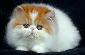 Gambar Kucing Lucu gambar kucing lucu