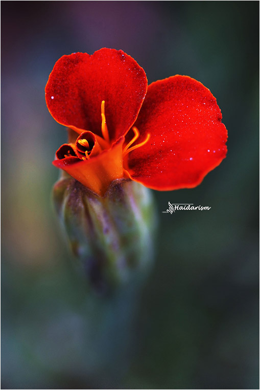 emerging photographers, Best Photo of the Day in Emphoka by Ahmed Alhaidari, https://flic.kr/p/rSAtS5 emerging photographers, Best Photo of the Day in Emphoka by Ahmed Alhaidari, https://flic.kr/p/rSAtS5