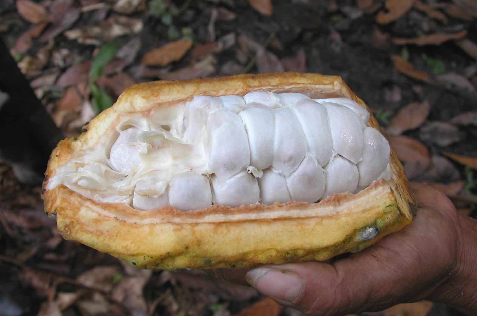 KallariThe Cacao Journey Defining "Local" Chocolate
