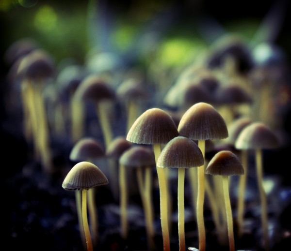 Manuels Photography Depth Of Field