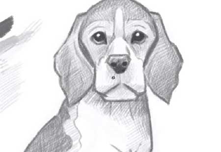 How to Draw a Beagle Puppy