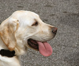 Analytical Spider: Why would dogs hang their tongue OUT?