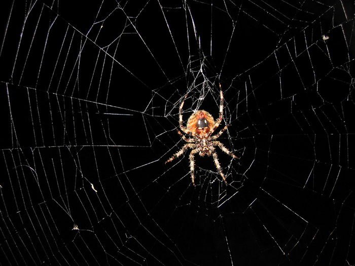 charlotte web charlotte