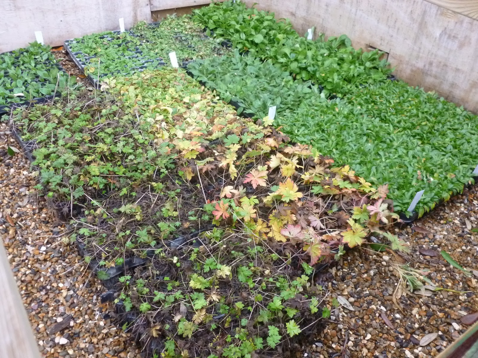 Worcester College Gardeners 20092018 Planting Wildflower Plugs Plants