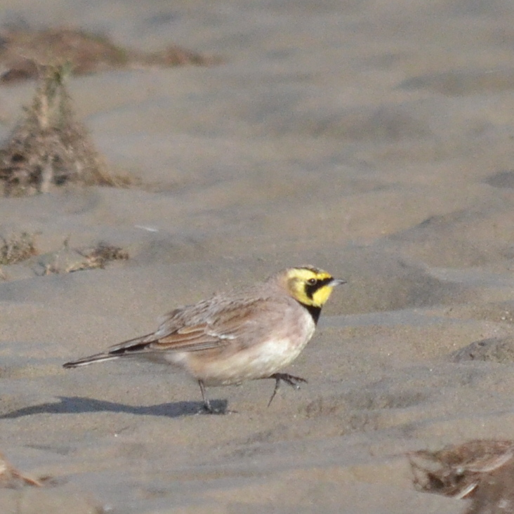 strandleeuwerik